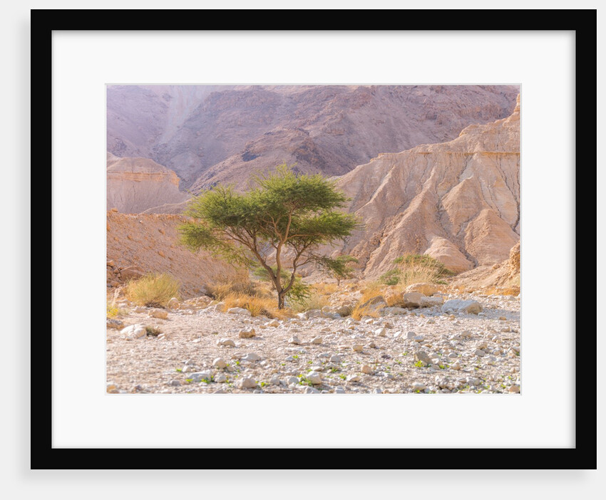 Negev Desert, Israel by Assaf Frank